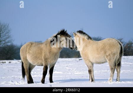 Konik, poulains se coiffant (poulains de la forêt), poulains de Heck Horse se coiffant (poulains de la forêt) (Equus ferus caballus) Banque D'Images