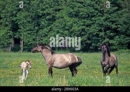 Konik, étalon attaquant la jument et voulant s'accoupler (élevage Tarpan), étalon Heck Horse attaquant la jument et voulant s'accoupler (élevage Tarpan Banque D'Images