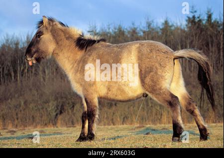 Konik, poulain étalon à la lumière du soir (dos de reproduction de Tarpan de forêt), poulain Heck Horse à la lumière du soir (dos de reproduction de Tarpan) (Equus ferus caballus) Banque D'Images