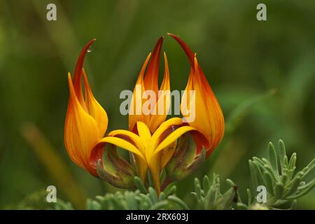 Gros plan coloré naturel sur une fleur orangée de trèfle d'oiseau, Lotus corniculatus Banque D'Images