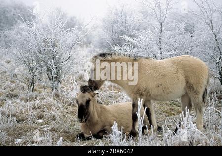 Konik, poulains se coiffant (poulains de la forêt), poulains de Heck Horse se coiffant (poulains de la forêt) (Equus ferus caballus) Banque D'Images