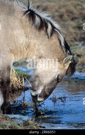Konik, poulain étalon nourrissant des plantes aquatiques dans un ruisseau (Tarpan-reproducteur), poulain Heck Horse nourrissant des plantes aquatiques dans un ruisseau (Tarpan-reproducteur Banque D'Images