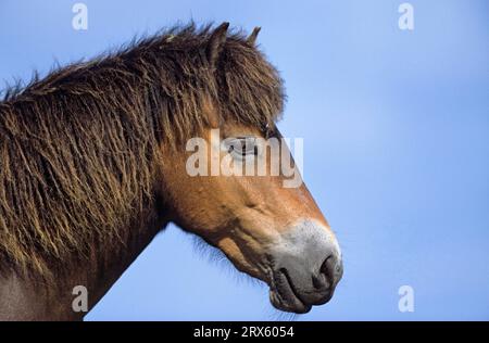 Exmoor Pony, portrait d'un étalon au soleil (Exmoor Pony), Exmoor Pony, portrait d'un étalon au soleil (Equus ferus caballus) Banque D'Images