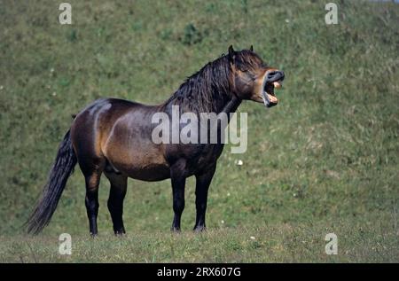 Exmoor Pony, étalon bâillant dans les dunes (Exmoor Pony), étalon bâillant dans les dunes (Equus ferus caballus) Banque D'Images