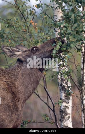 Wapitis de vache en portrait nourrissant les feuilles de bouleau (orignal européen), orignal de vache (Alces alces) en portrait nourrissant les feuilles de bouleau (orignal eurasien) (alces) Banque D'Images