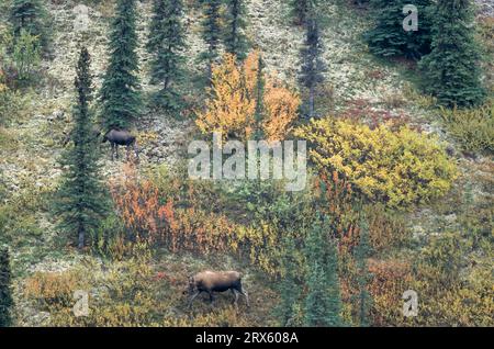 Wapitis et veaux de vache dans la toundra d'automne (orignal d'Alaska), orignal de vache (Alces alces) et veaux de toundra (orignal d'Alaska) (alces) Banque D'Images
