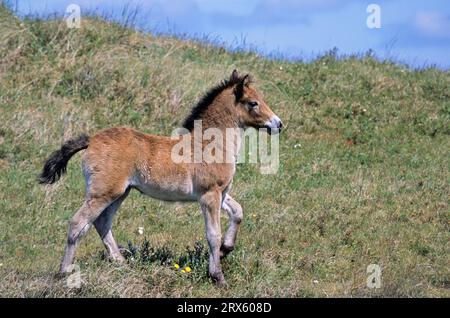 Poney Exmoor, poulain marchant dans un paysage de dunes (Exmoor Pony), poulain de poney Exmoor traversant un paysage de dunes (Equus ferus caballus) Banque D'Images