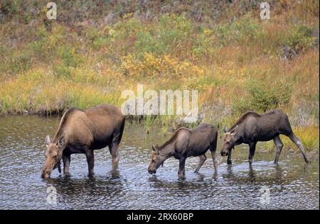 Wapitis et veaux de vache buvant de l'eau dans un lac de toundra (Alaska Moose), Moose de vache (Alces alces) et veaux buvant de l'eau dans un lac de toundra (Alaska Moose) Banque D'Images