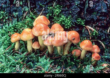 Chapeau de brique (Hypholoma sublateritium), chapeau de brique sur un tronc d'épinette (champignon de châtaigne) Banque D'Images