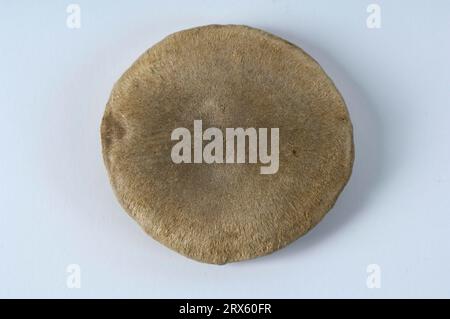 Graines de nux vomica (Strychnos nux-vomica), d'oeil d'oie, de strychnine, de nux vomica (Loganiaceae) Banque D'Images