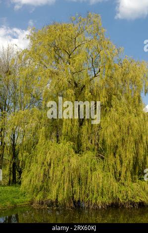 Saule pleureur (Salix alba tristis), saule argenté, saule Banque D'Images