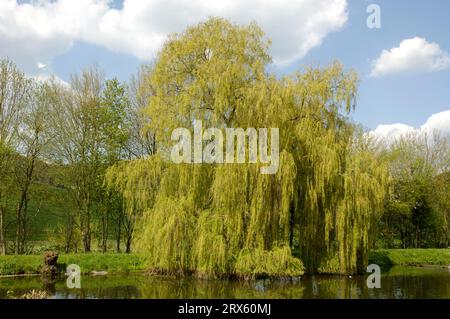 Saule pleureur (Salix alba tristis), saule argenté, saule Banque D'Images