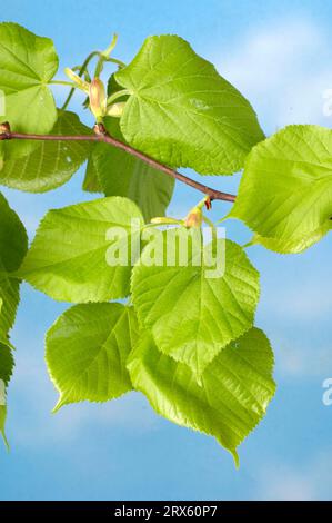 Citron vert à grandes feuilles, feuilles (Tilia platyphyllos) Banque D'Images