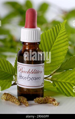 Bouteille avec bouillon de fleurs de Bach Remedy, 'Hornbeam', (Carpinus betulus) / Banque D'Images