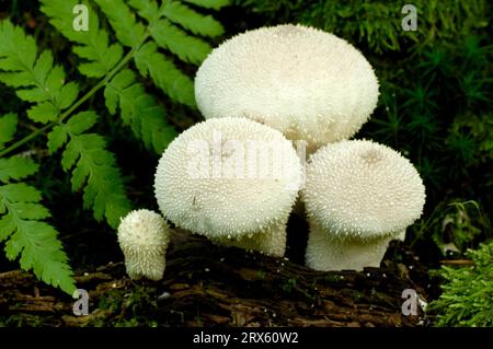 Époussetage des bouteilles, époussetage des bouteilles (Lycoperdon perlatum) Banque D'Images
