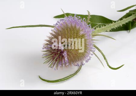 Thé à la carte (Dipsacus sylvestris) (Dipsacus silvestris) (Dipsacus fullonum) Banque D'Images