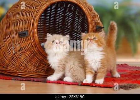 Chats persans, chatons, devant le panier de chat Banque D'Images