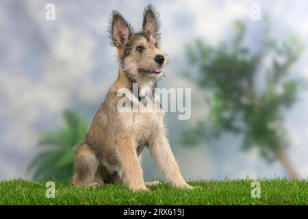 Berger Picard, chiot, 14 semaines, Berger de Picardie Banque D'Images