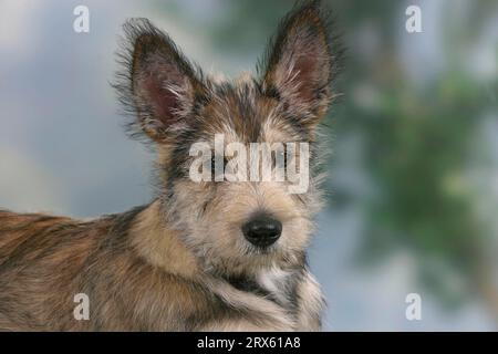 Berger Picard, chiot, 14 semaines, Berger de Picardie Banque D'Images