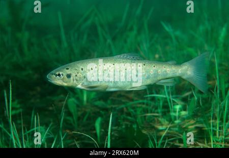 Truite brune (Salmo trutta fario), Autriche, truite de rivière, ruisseau, flanc Banque D'Images