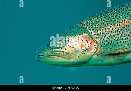 Truite arc-en-ciel (Oncorhynchus mykiss) Bavière, truite, latérale, Allemagne Banque D'Images