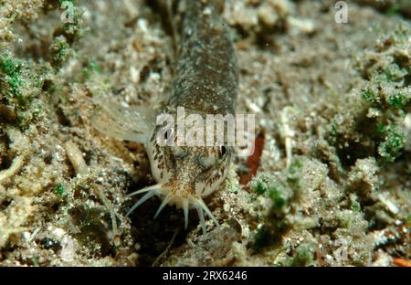 loche de pierre (Noemacheilus barbatulus) Smerling, Autriche Banque D'Images