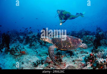 Tortue de mer Hawksbill (Eretmochelys imbricata) et plongeur, atoll d'Ari, tortue Hawksbill, Maldives Banque D'Images