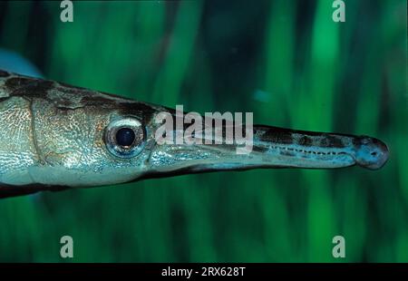 Gélose tachetée (Lepisosteus oculatus), latérale, profil Banque D'Images