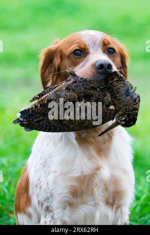 Breton Spaniel récupère le tir de coq d'Eurasie (Scolopax rusticola) Epagneul Breton Banque D'Images