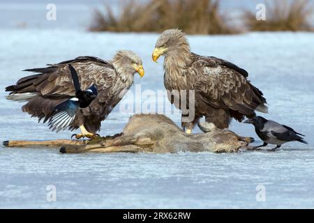 Aigle à queue blanche (Haliaeetus albicilla) Corbeau, facultatif, pie européenne (Pica pica) et corbeau à capuchon (Corvus corone cornix) sur carcasses de venaison Banque D'Images