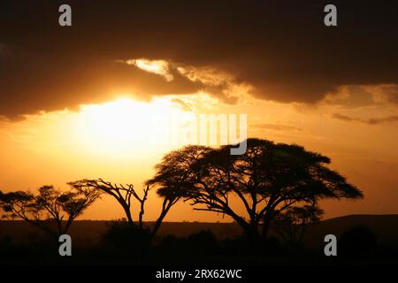 Acacias parapluie (Acacias) au coucher du soleil, parc national d'Amboseli, Kenya Banque D'Images