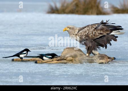 Aigle à queue blanche (Haliaeetus albicilla) et pies européennes (Pica pica) sur carcasses de chevreuils et, exempté, Mecklembourg-Poméranie occidentale Banque D'Images