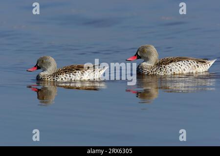 Couples de canards du Cap (Anas capensis), parc national du lac Nakuru, Kenya Banque D'Images