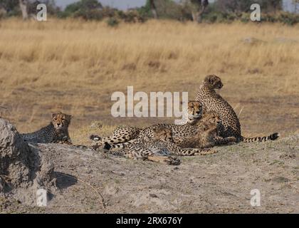 Une mère guépard avec 5 petits bien cultivés dans le delta de l'Okavango, Botswana. Si tous atteignent la maturité, ils seront une force sur leurs proies locales. Banque D'Images