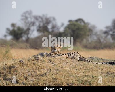 Une mère guépard avec 5 petits bien cultivés dans le delta de l'Okavango, Botswana. Si tous atteignent la maturité, ils seront une force sur leurs proies locales. Banque D'Images