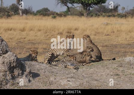 Une mère guépard avec 5 petits bien cultivés dans le delta de l'Okavango, Botswana. Si tous atteignent la maturité, ils seront une force sur leurs proies locales. Banque D'Images