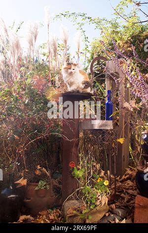 Chat debout sur le dessus du poteau dans le jardin d'automne Banque D'Images