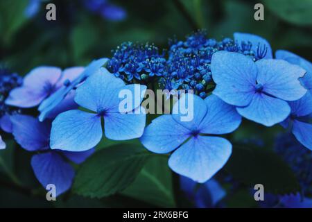 Hydrangeas Bunch pervenche Banque D'Images