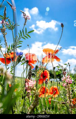 Dans le pré en fleurs coquelicots rouges Banque D'Images