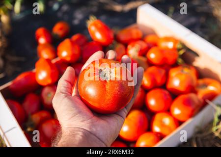 Main d'homme tenant la tomate de la caisse dans le verger Banque D'Images