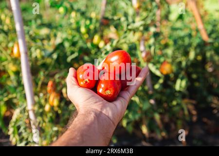 Main d'homme tenant les tomates devant les plantes Banque D'Images