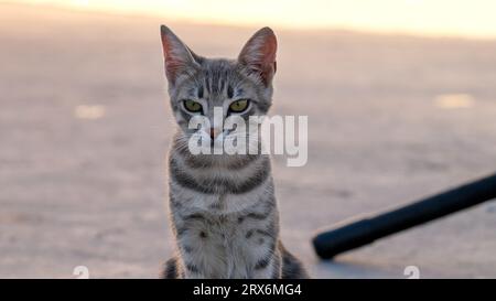 Gros plan chat brun tabby en colère regardant avec des yeux verts fond isolé. Mise au point sélective incluse. Espace ouvert. Banque D'Images