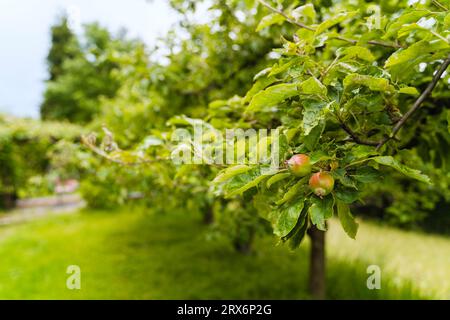 Fruits de grenade poussant sur l'arbre dans le jardin Banque D'Images