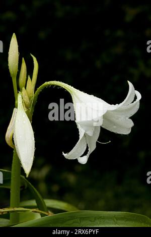 Fleur de lys blanc avec des gouttelettes de pluie Banque D'Images