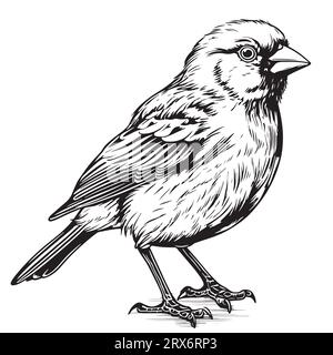 Croquis dessiné à la main mignon oiseau canari .Vector Illustration de Vecteur