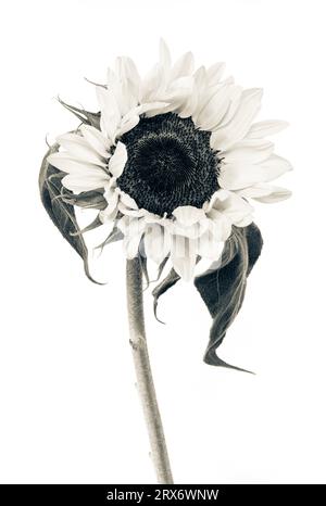 Monochrome de tournesol unique Banque D'Images