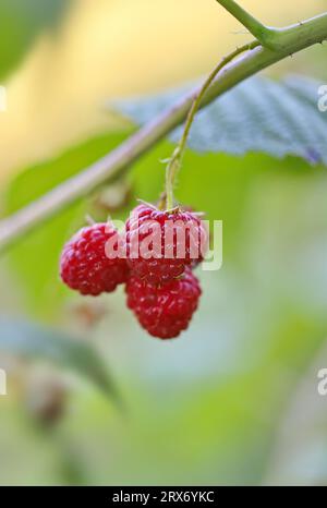 Framboise mûre sur un buisson Banque D'Images