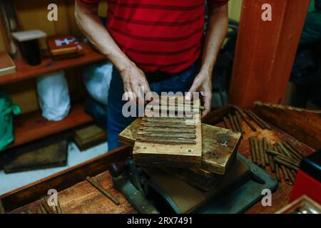 Procédé de fabrication de cigares traditionnels à partir de feuilles de tabac avec les mains à l'aide d'un dispositif mécanique et d'une presse. Feuilles de tabac pour la fabrication de cigares. Gros plan Banque D'Images