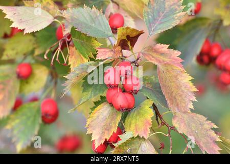 Grappes de l'aubépine mûre sur les branches en automne Banque D'Images