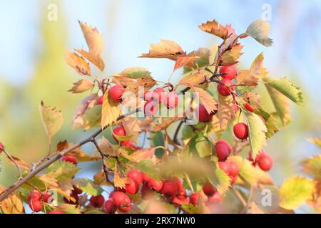 Grappes de l'aubépine mûre sur les branches en automne Banque D'Images